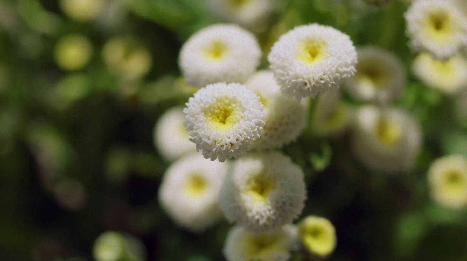 a bunch of white flowers with yellow centers