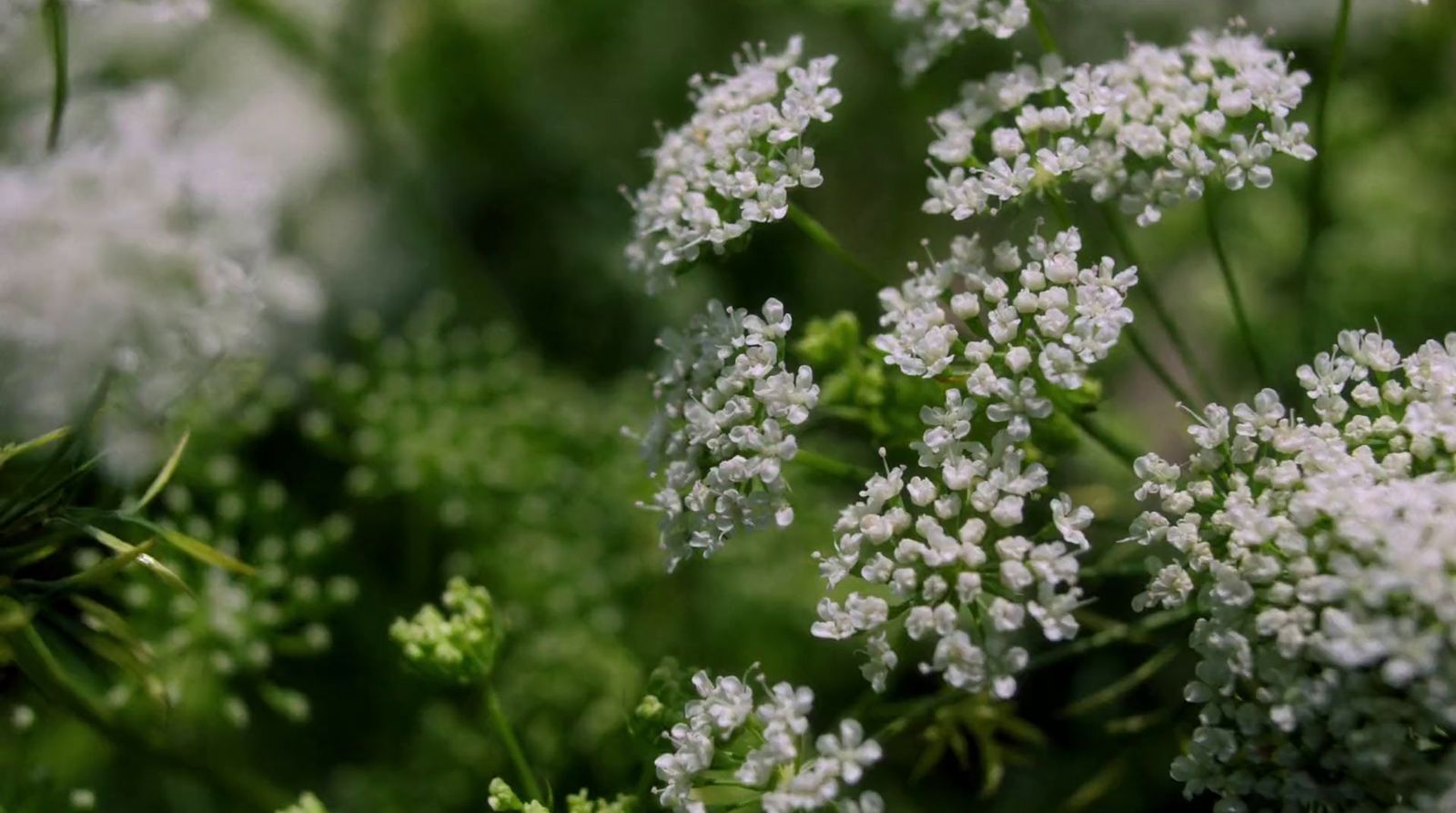 a close up of a bunch of white flowers