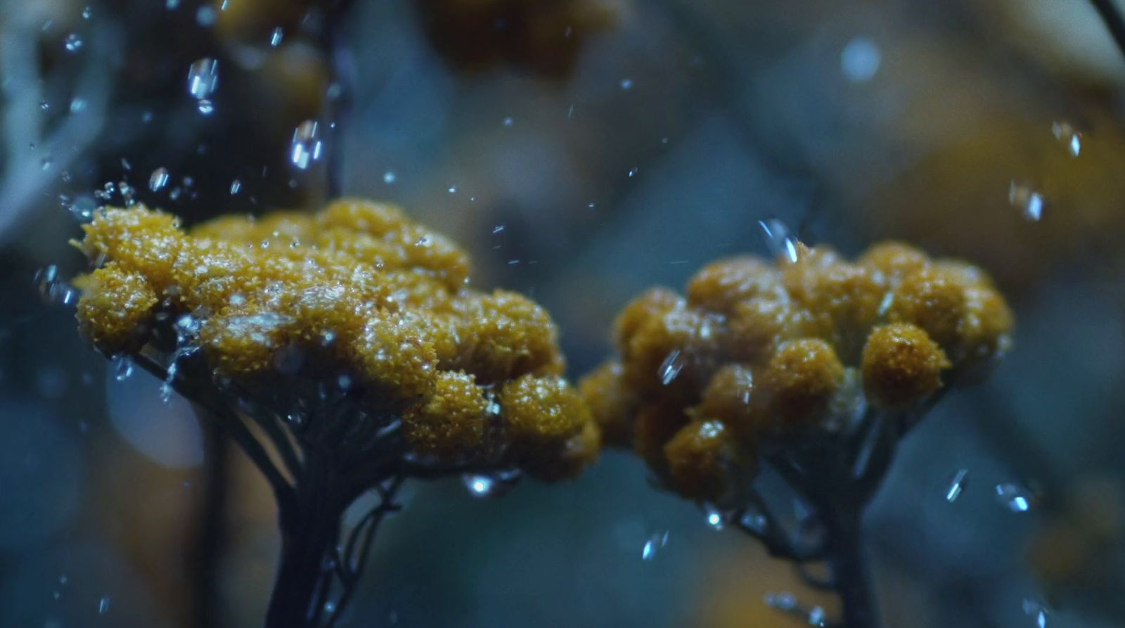 a close up of a plant with drops of water on it