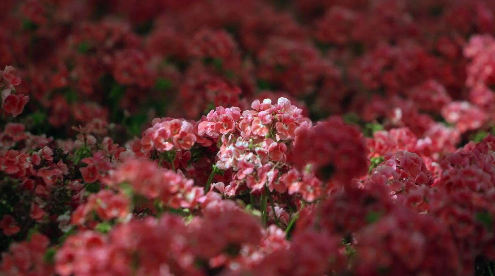 a bunch of red and white flowers in a field