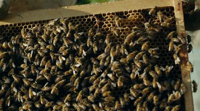 a bunch of bees that are in a beehive