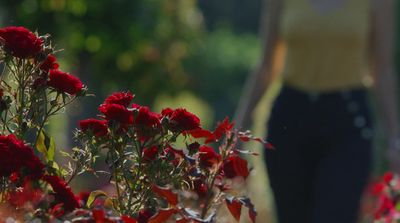 a woman walking past a bush of red flowers