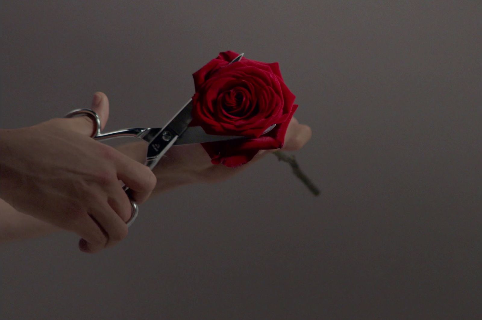 a person holding a red rose with a pair of scissors