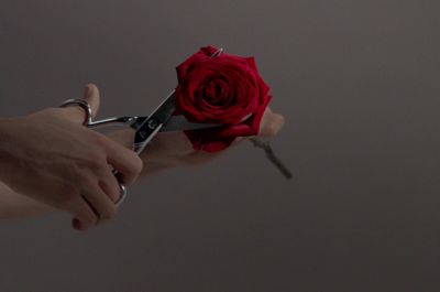 a person holding a red rose with a pair of scissors