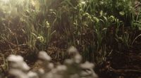 a close up of some plants in the dirt