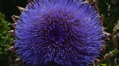 a close up of a purple flower in a field