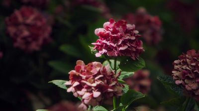 a bunch of pink flowers with green leaves