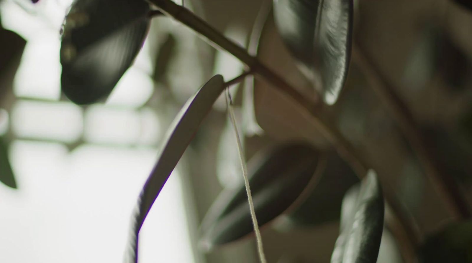 a close up of a plant with leaves