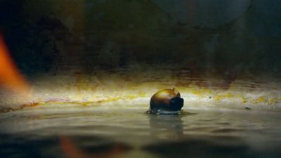 a ball floating on top of a body of water