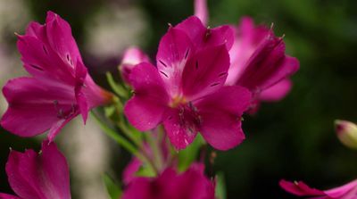 a close up of a pink flower with a blurry background