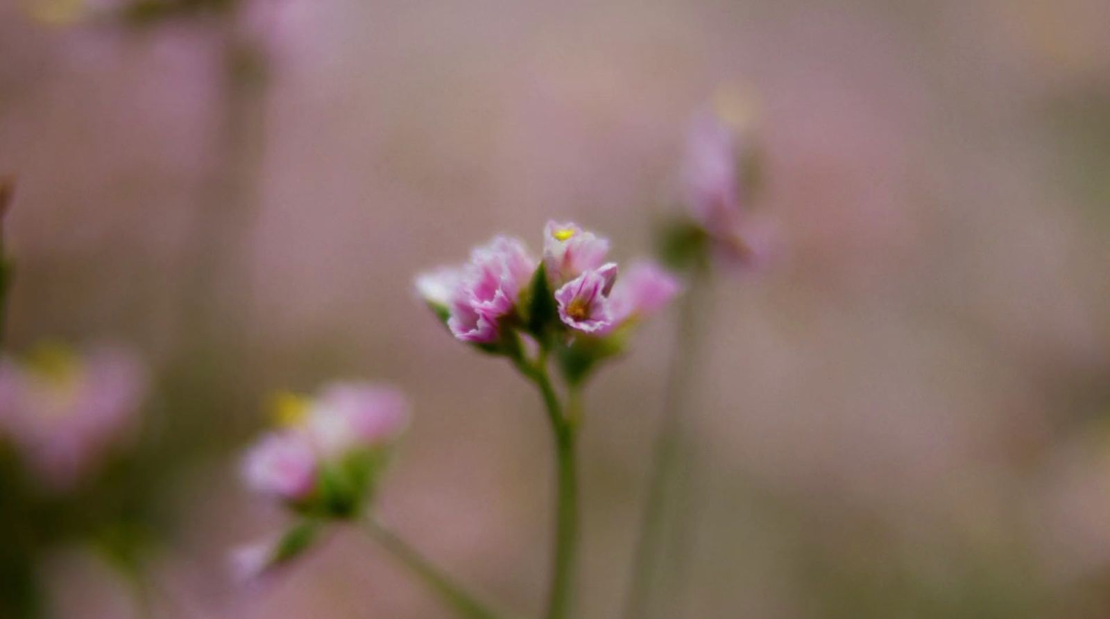 a close up of some pink flowers in a field