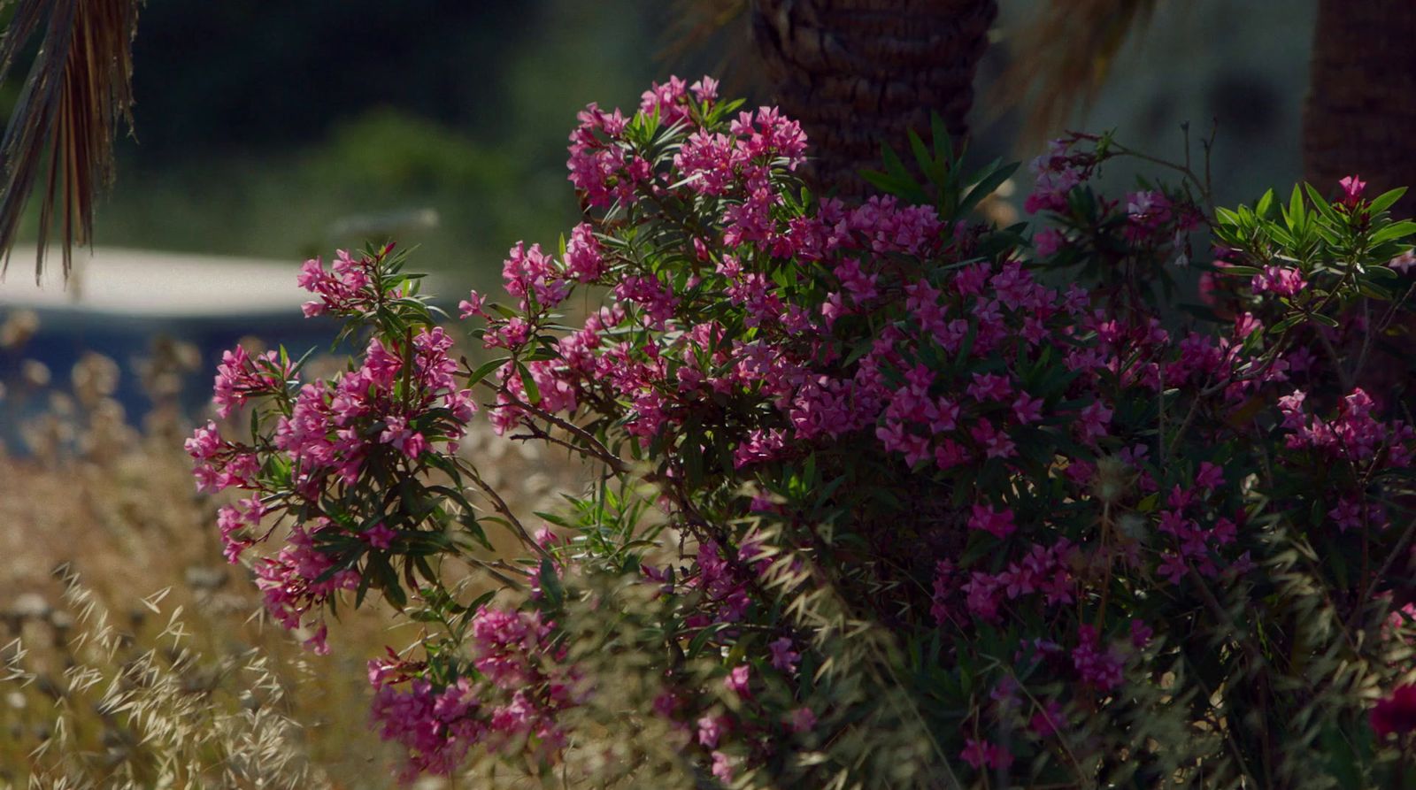 a bush with purple flowers in the foreground and a boat in the background