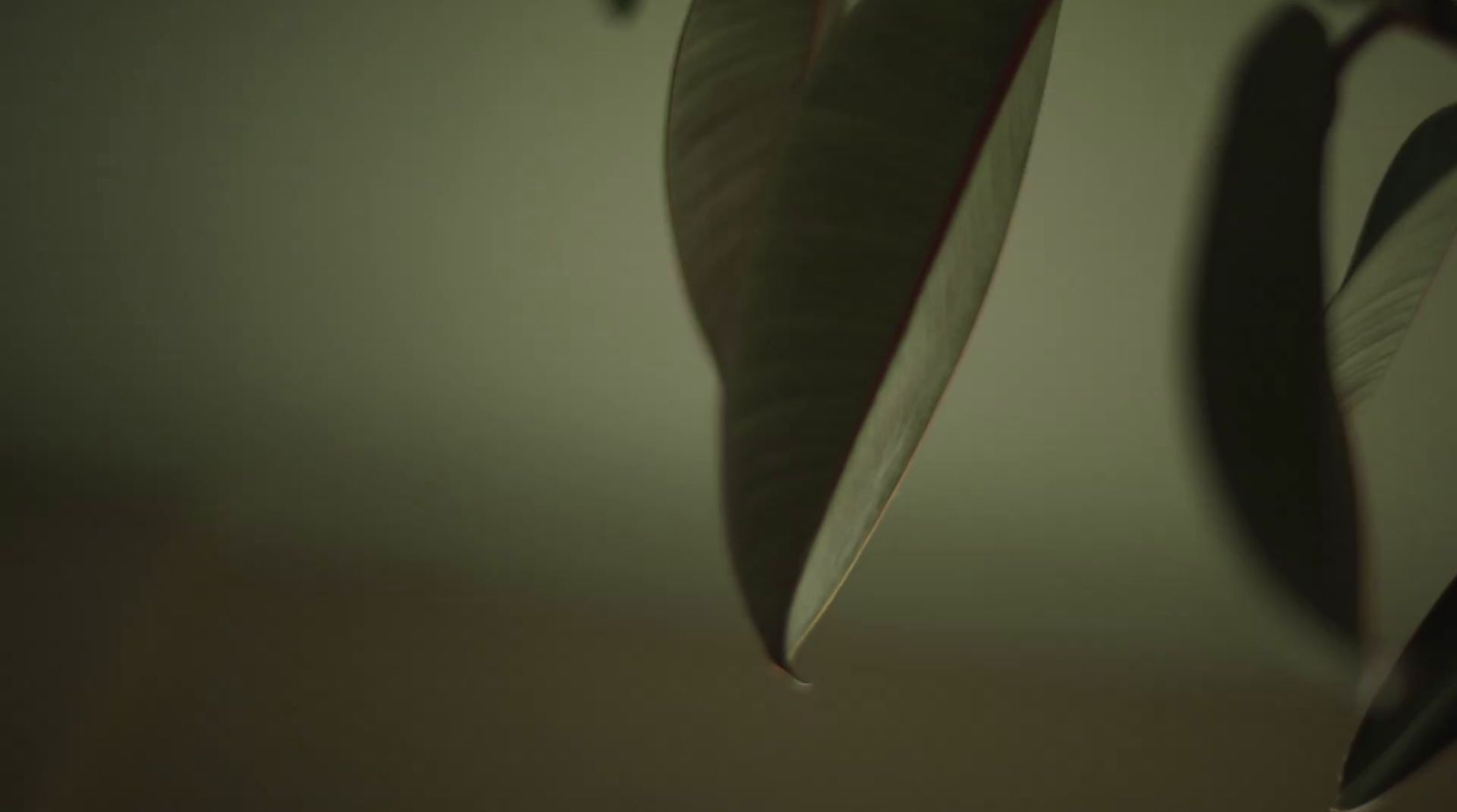 a green leaf hanging from a ceiling in a room