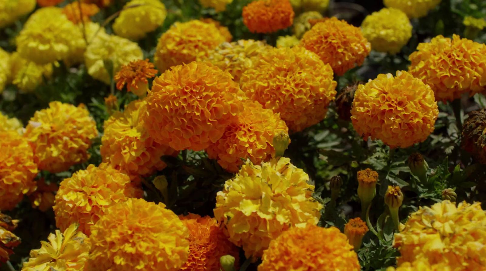 a field of yellow and orange flowers with green leaves