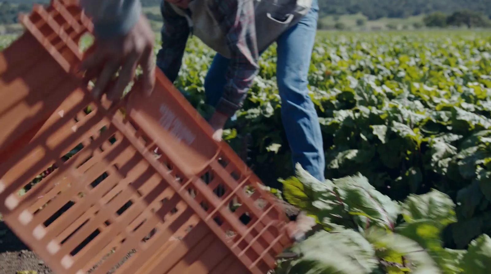 a man is picking lettuce in a field