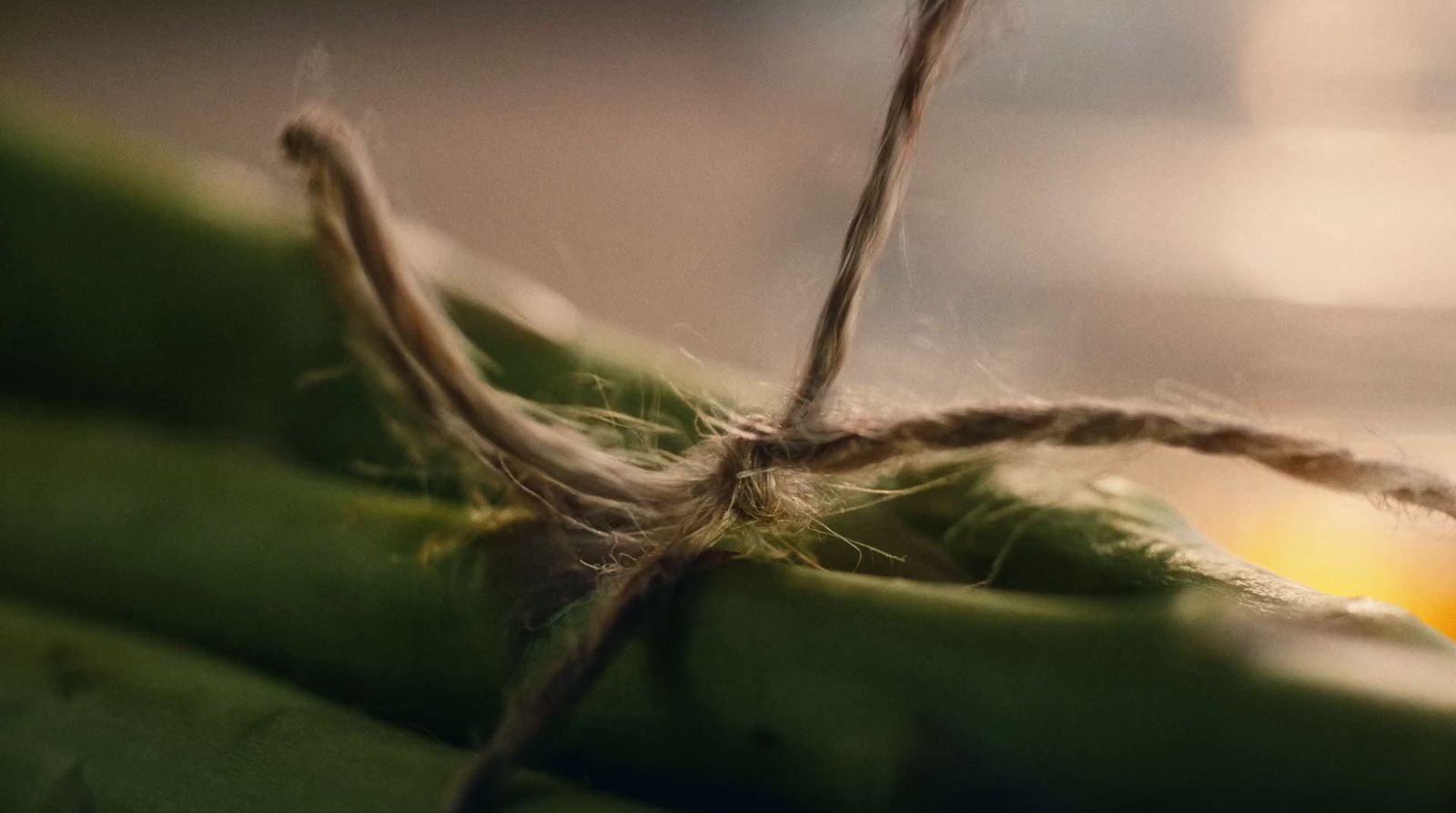 a close up of a bunch of green bananas