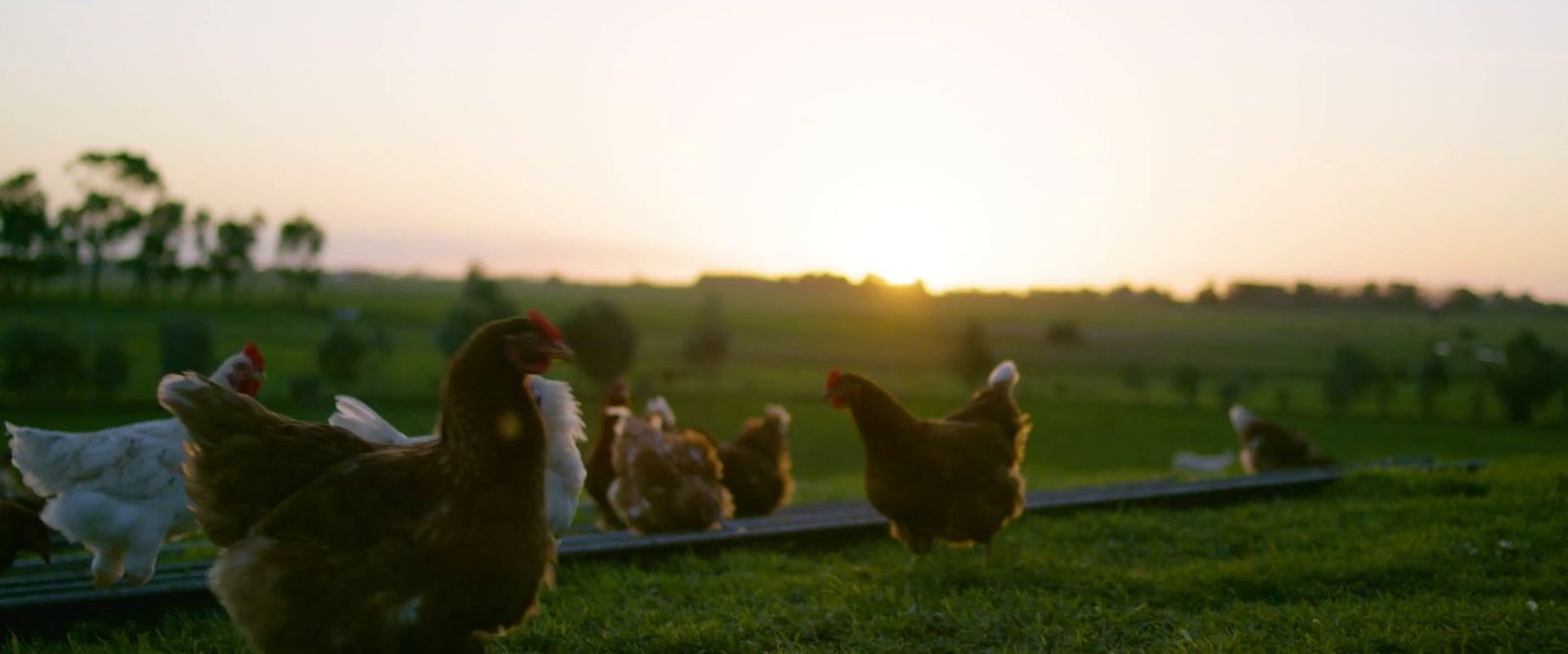 a group of chickens standing on top of a lush green field