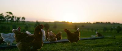 a group of chickens standing on top of a lush green field