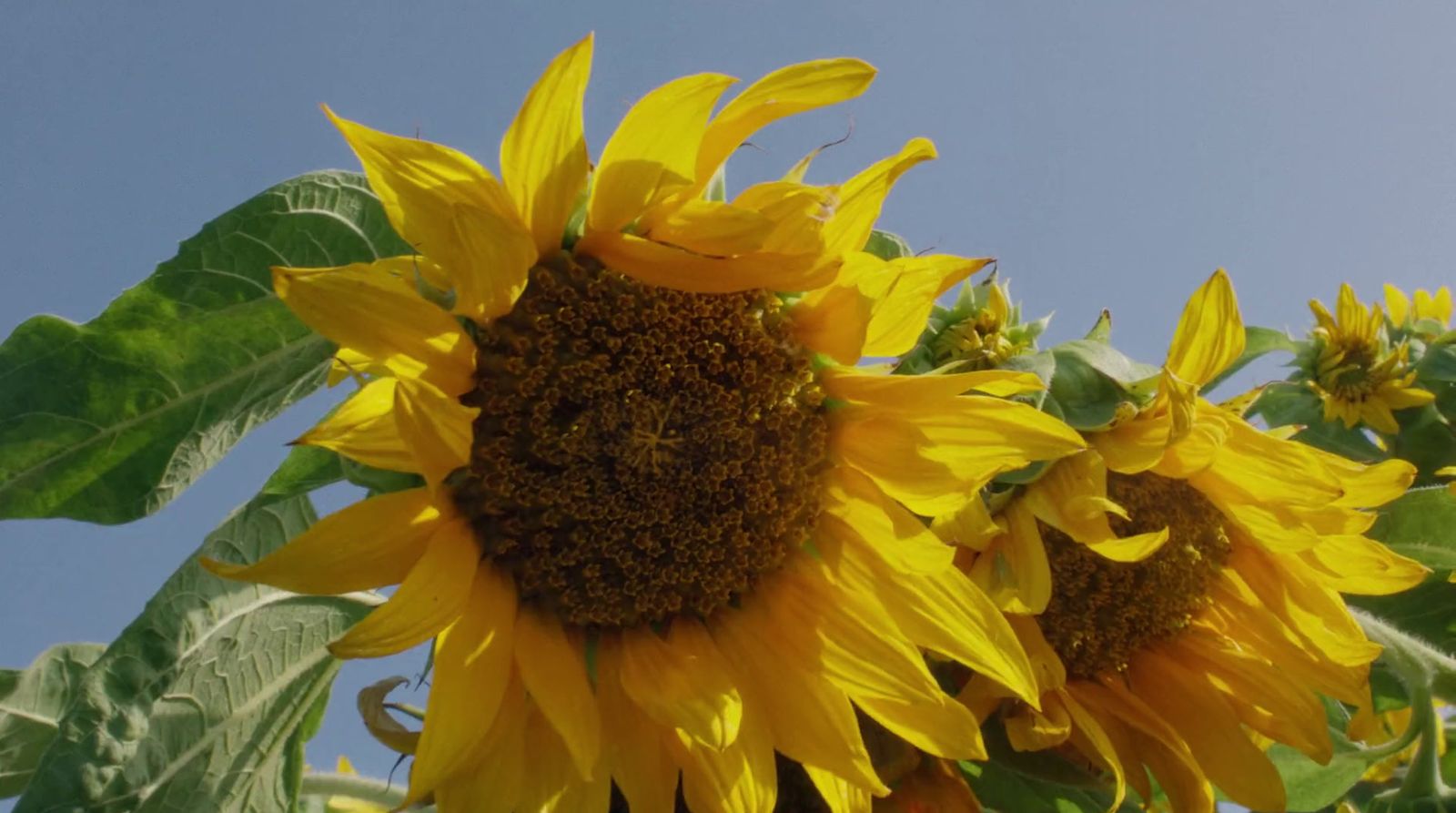 a large sunflower is blooming on a sunny day