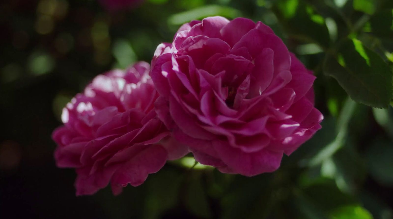 a close up of a pink flower with green leaves