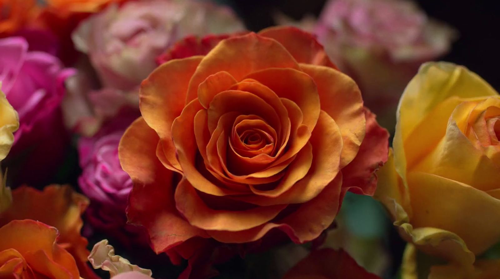 a close up of a bunch of colorful flowers