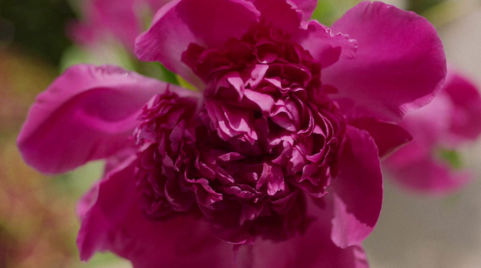 a close up of a pink flower with a blurry background