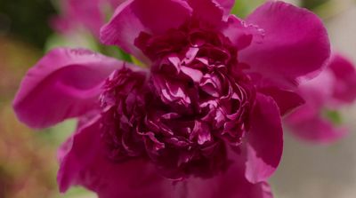 a close up of a pink flower with a blurry background