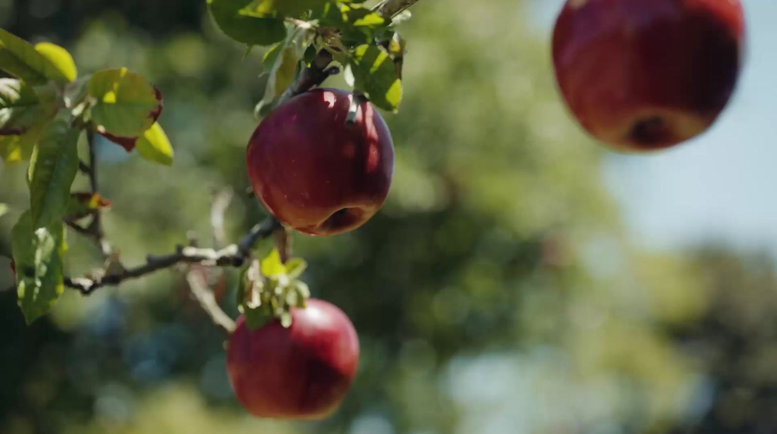 a close up of some fruit hanging from a tree