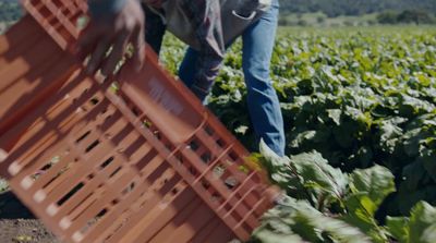 a person picking plants in a field