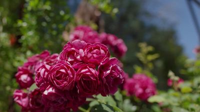 a bunch of pink flowers in a garden