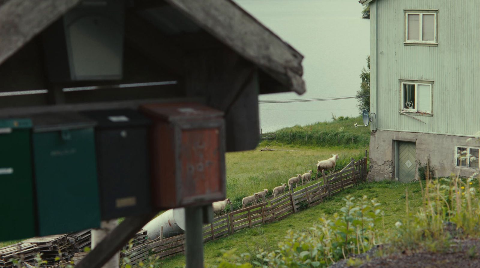 a herd of sheep grazing on a lush green hillside