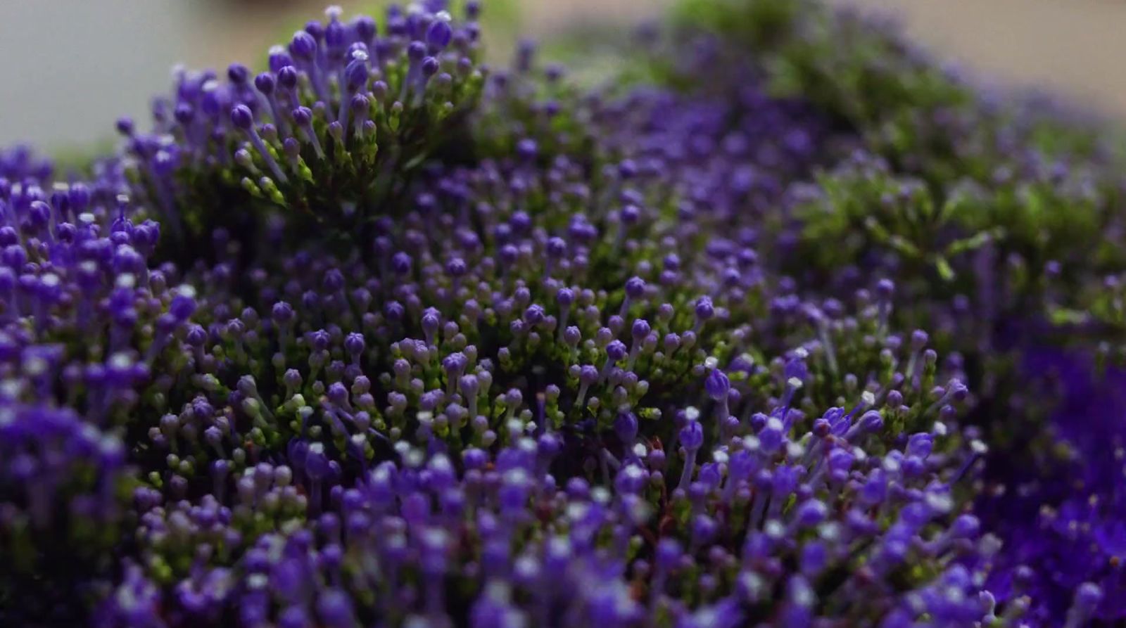 a close up of a bunch of purple flowers