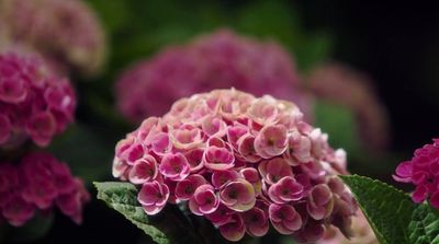 a close up of a pink flower with green leaves