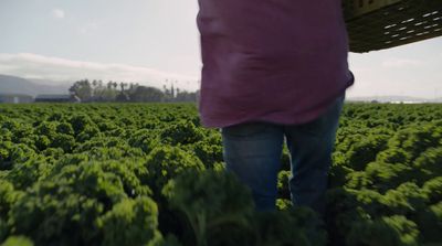 a person standing in a large field of green plants