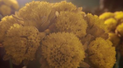 a bunch of yellow flowers in a field