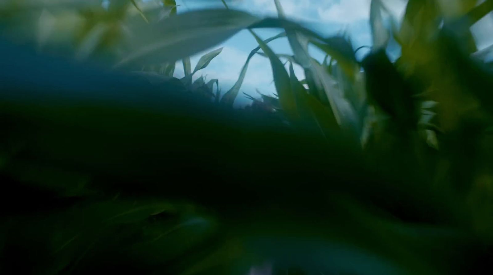 a blurry photo of a plant with leaves