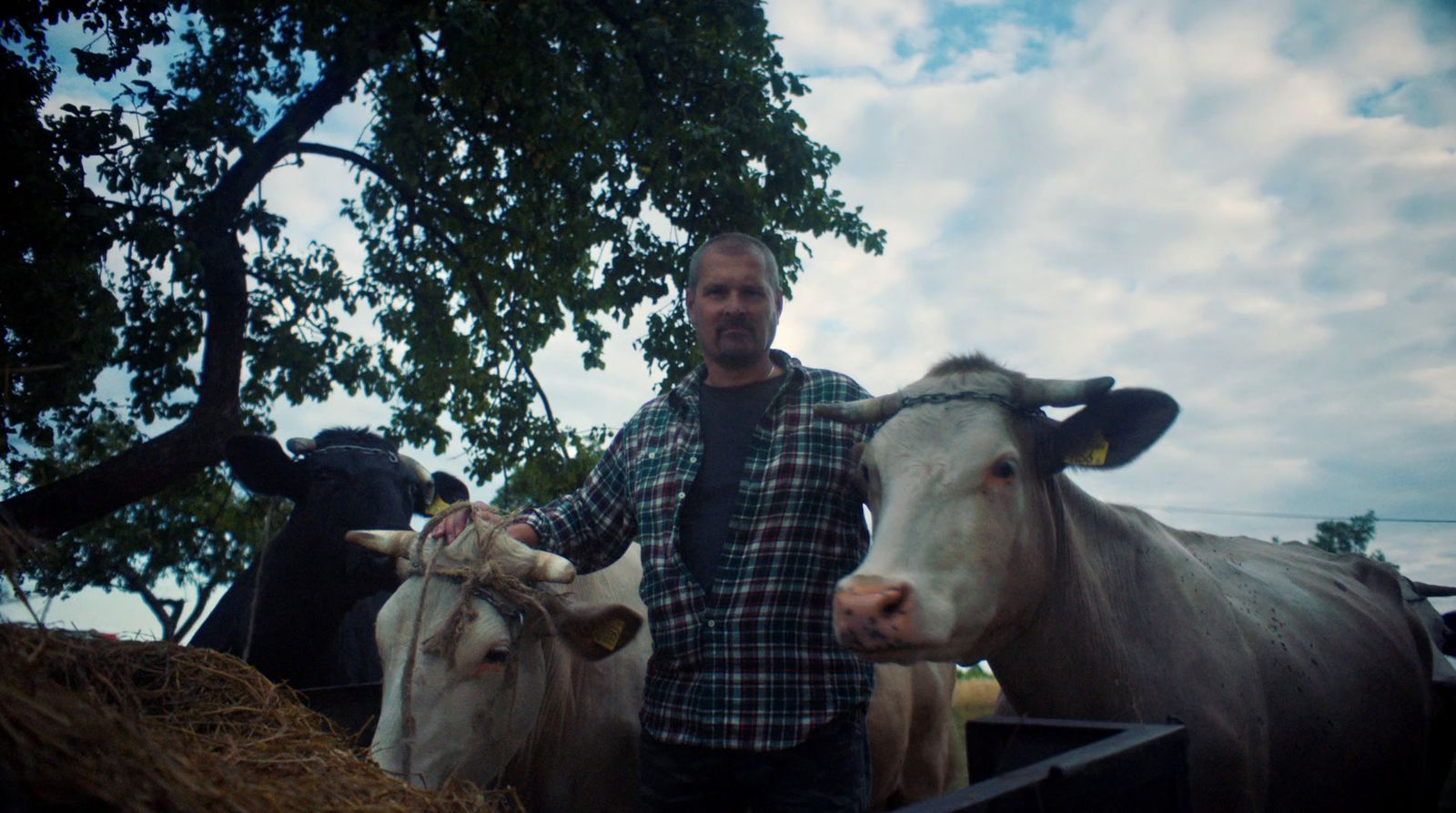 a man standing next to a couple of cows