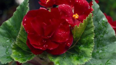 a close up of a red flower with green leaves