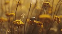 a bug is sitting on a yellow flower