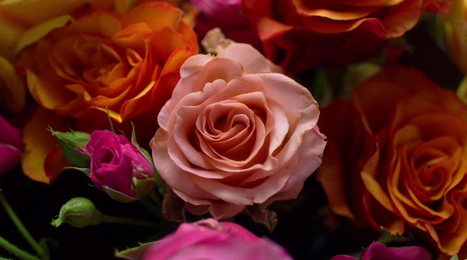 a close up of a bunch of flowers