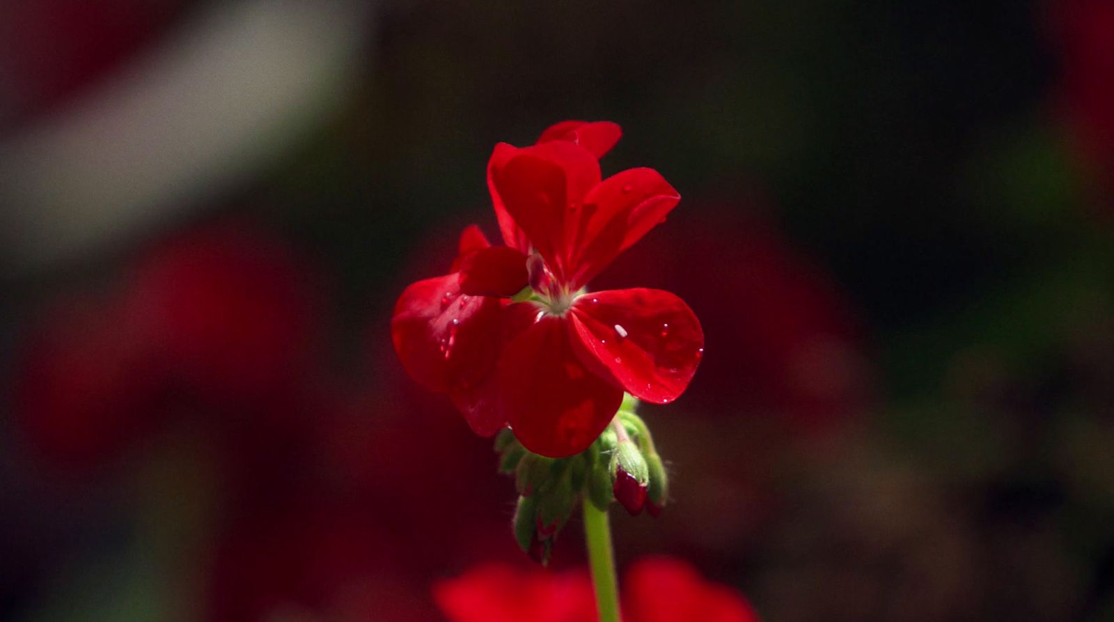 a close up of a red flower with water droplets on it