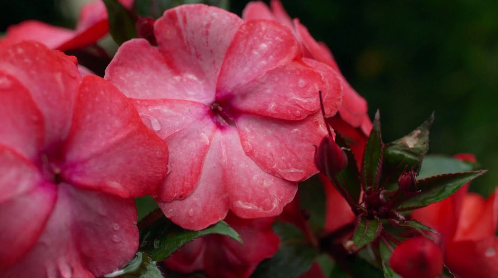 a close up of a pink flower with water droplets on it