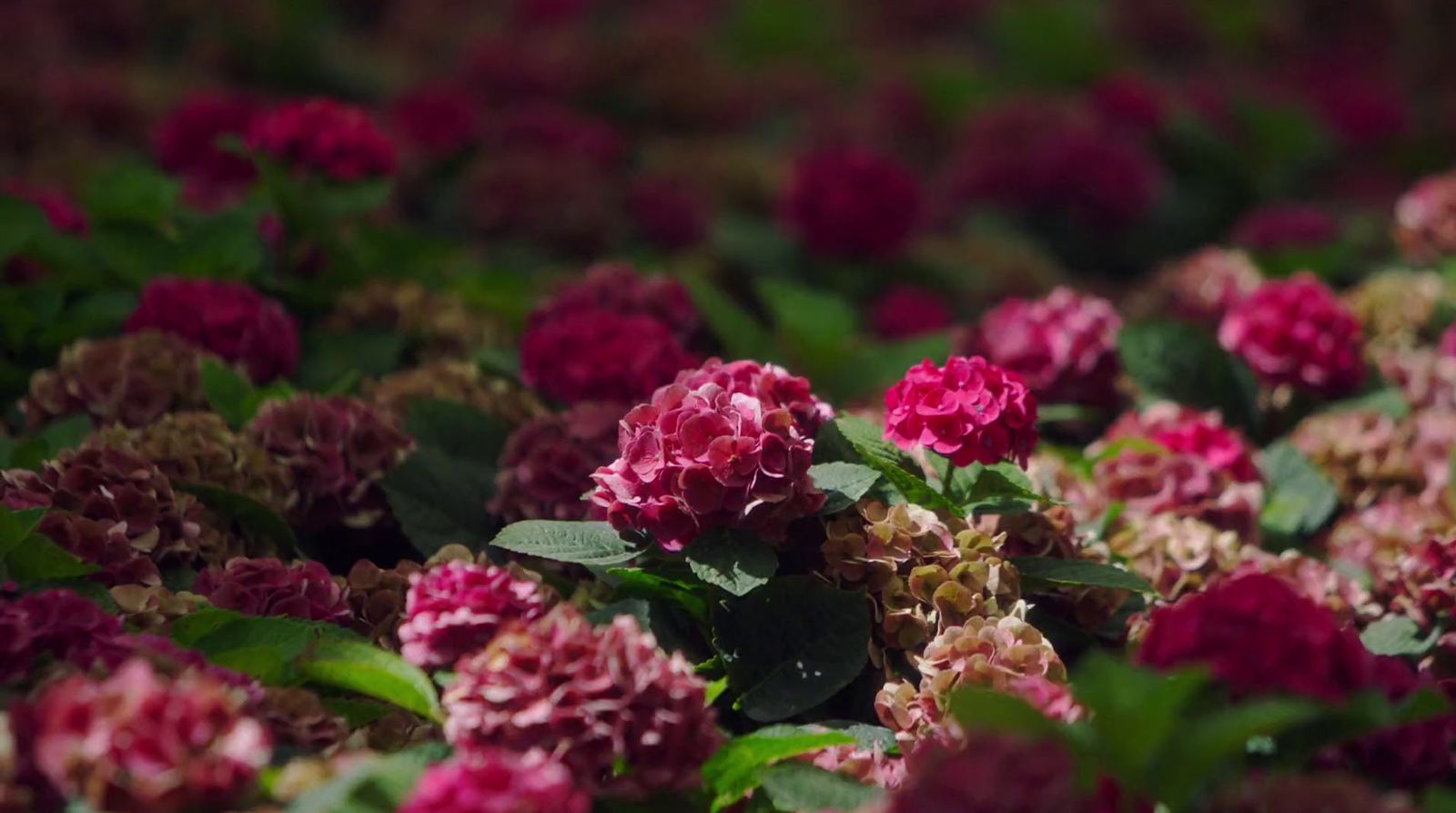 a bunch of flowers that are in a field