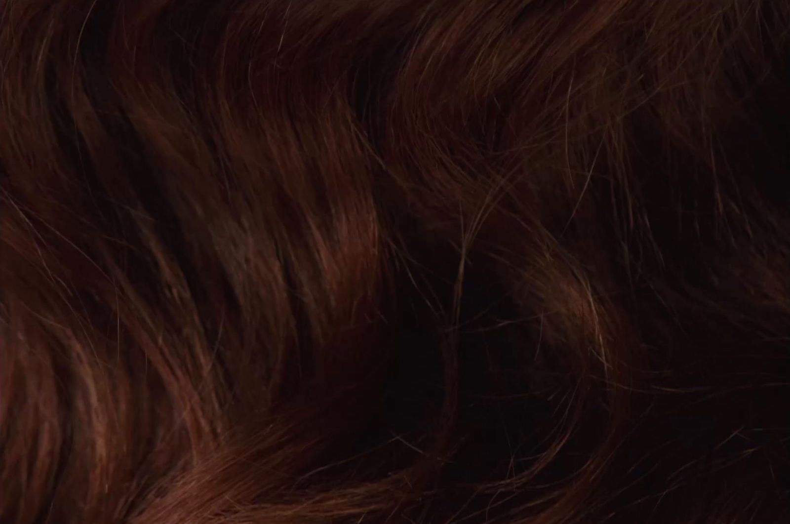 a close up of a brown hair with red highlights