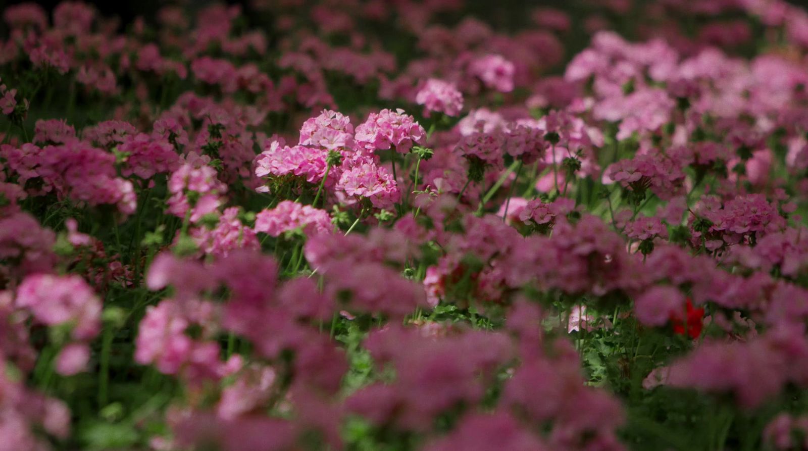 a field of pink flowers with green stems