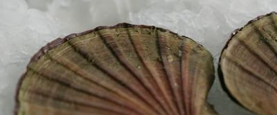 two seashells sitting on ice on a table