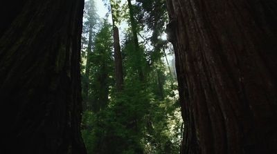 a forest filled with lots of tall trees