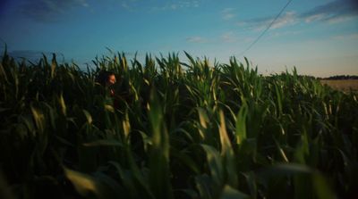 a person standing in a field of tall grass