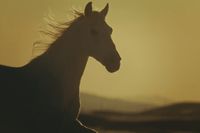 a white horse standing in a field at sunset