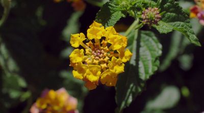 a close up of a yellow flower with green leaves